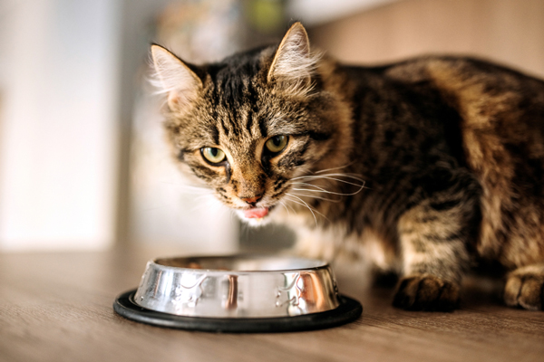 Futterberatung und Diätfuttermittel
