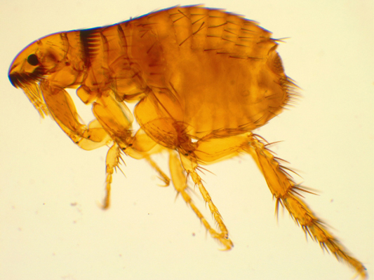 Parasitenbekämpfung